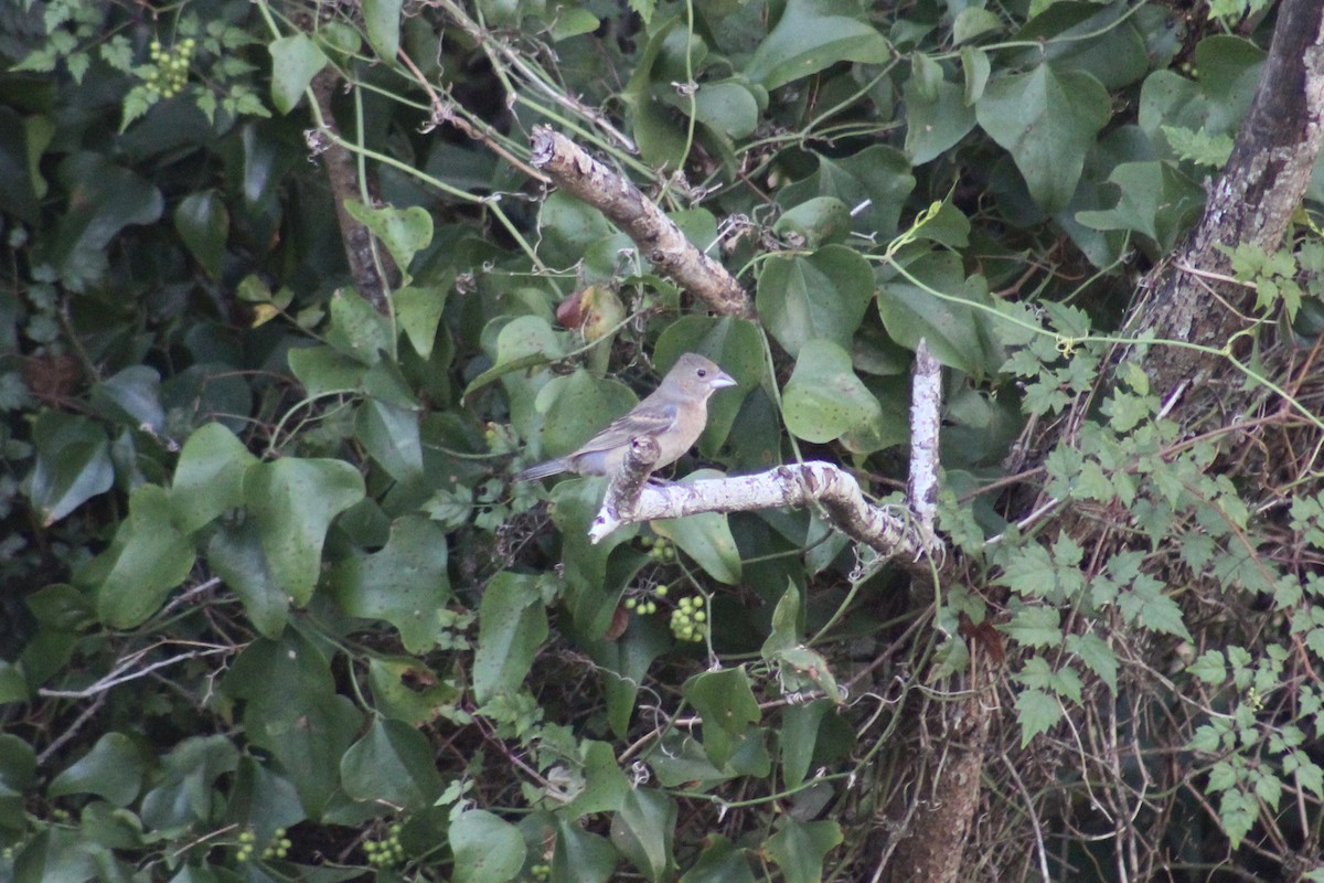 Blue Grosbeak - ML622150604