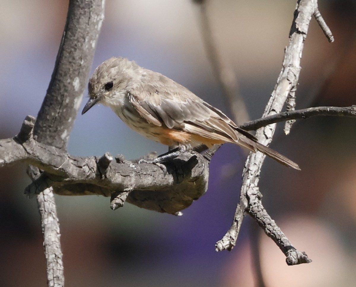 Vermilion Flycatcher - ML622150612