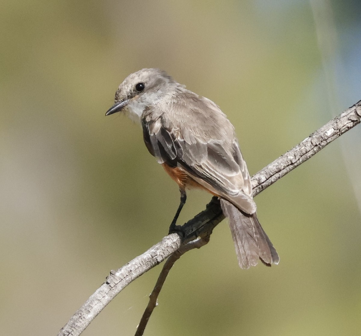 Vermilion Flycatcher - ML622150613