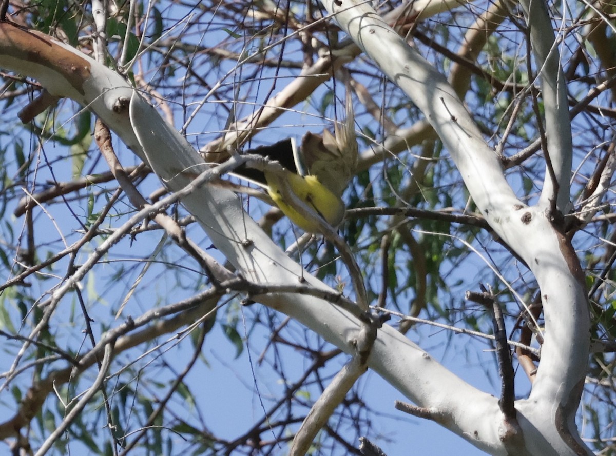 Western Kingbird - ML622150615