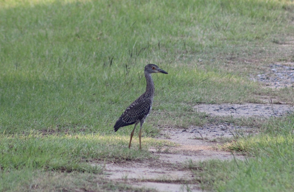 Yellow-crowned Night Heron - ML622150617