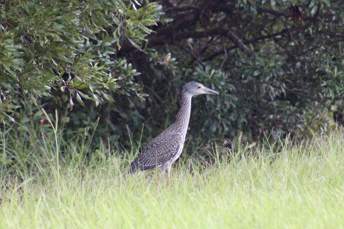 Yellow-crowned Night Heron - ML622150618