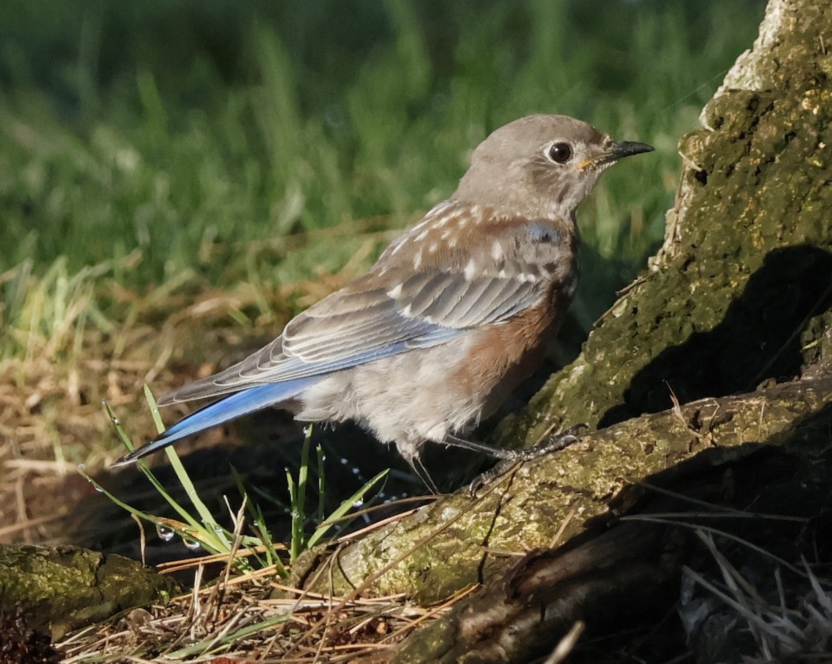 Western Bluebird - ML622150619