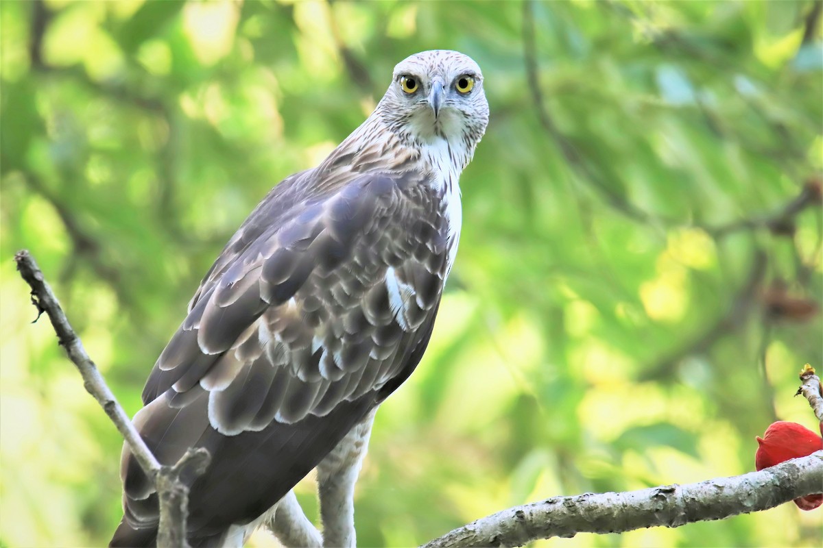 Changeable Hawk-Eagle - ML622150620