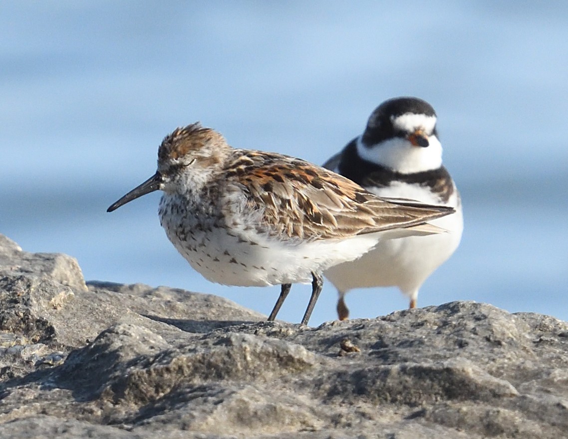 Western Sandpiper - ML622150657