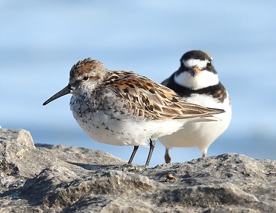 Western Sandpiper - ML622150658