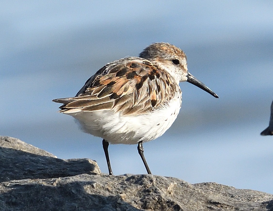 Western Sandpiper - ML622150659