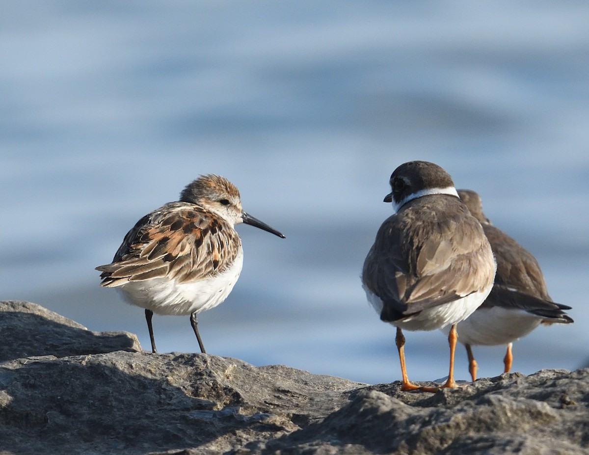 Western Sandpiper - ML622150660