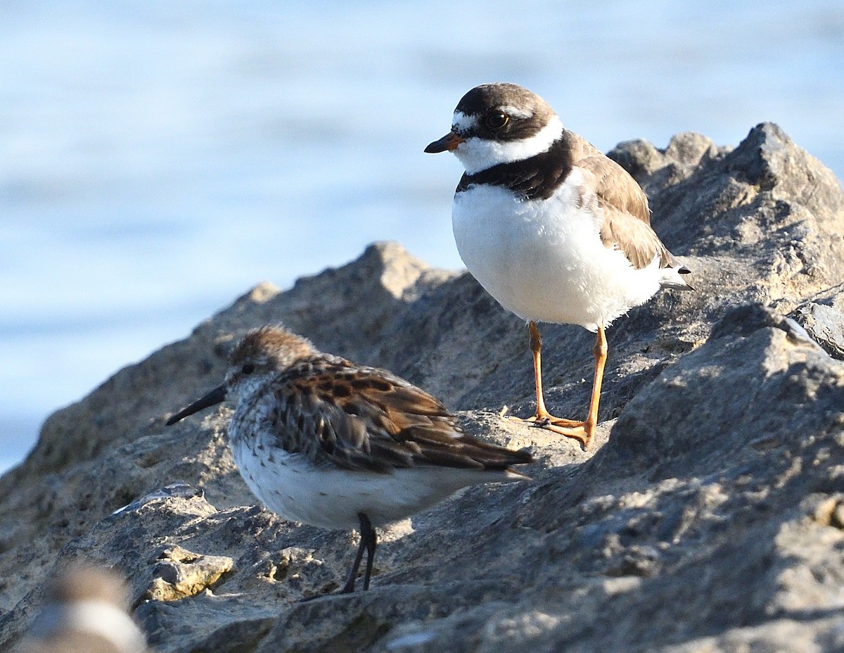 Western Sandpiper - ML622150661