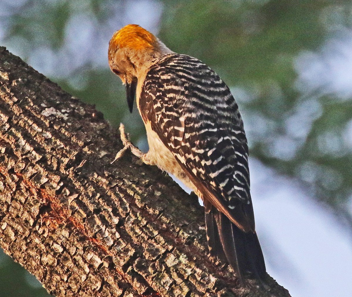 Golden-fronted Woodpecker - ML622150665