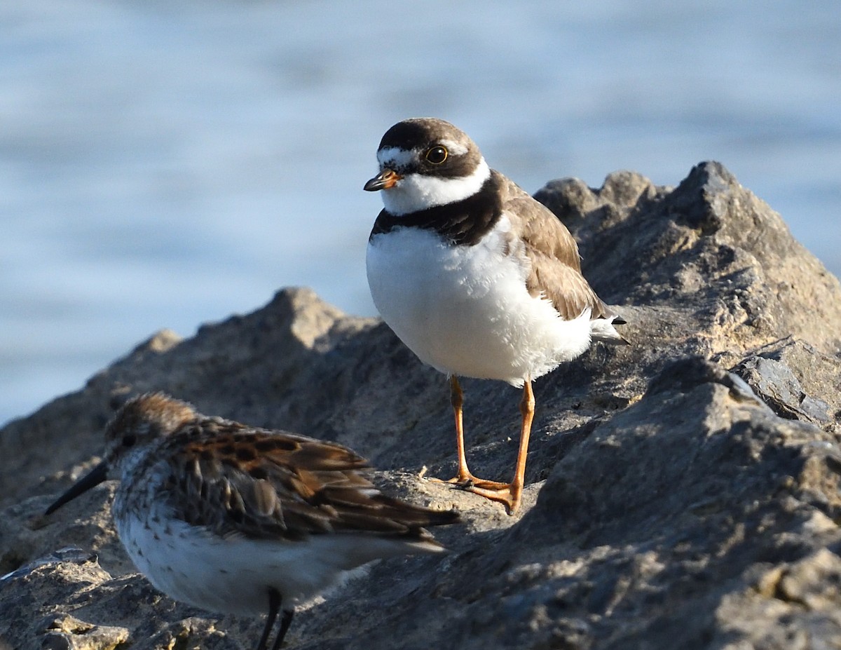 Semipalmated Plover - ML622150668