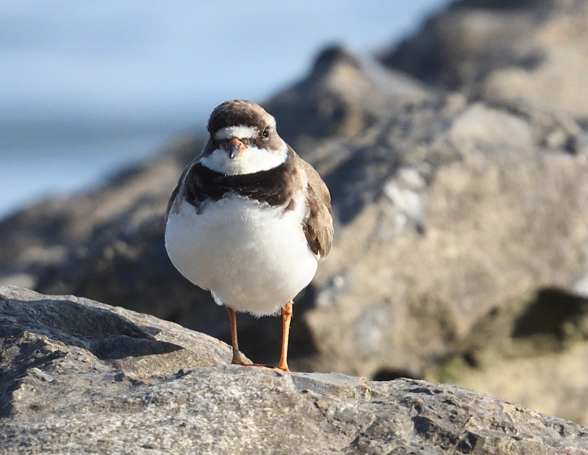 Semipalmated Plover - ML622150669