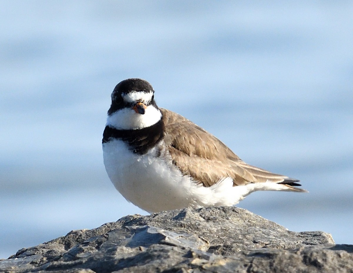 Semipalmated Plover - ML622150670