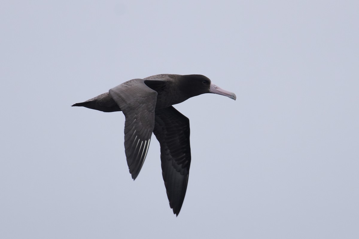 Short-tailed Albatross - Mark Sawyer