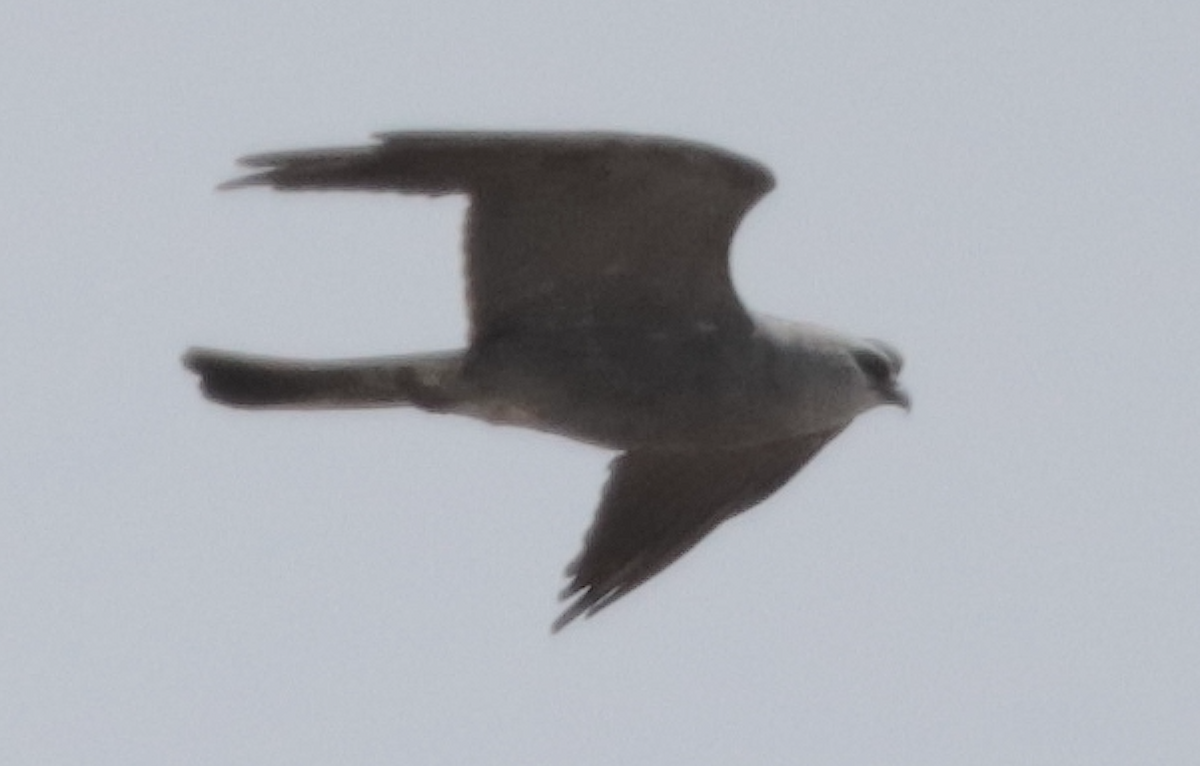 Mississippi Kite - ML622150694