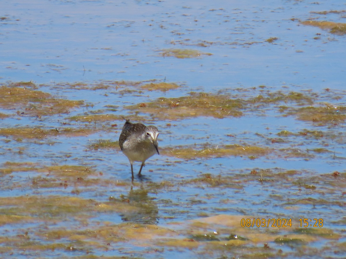 gulbeinsnipe - ML622150704