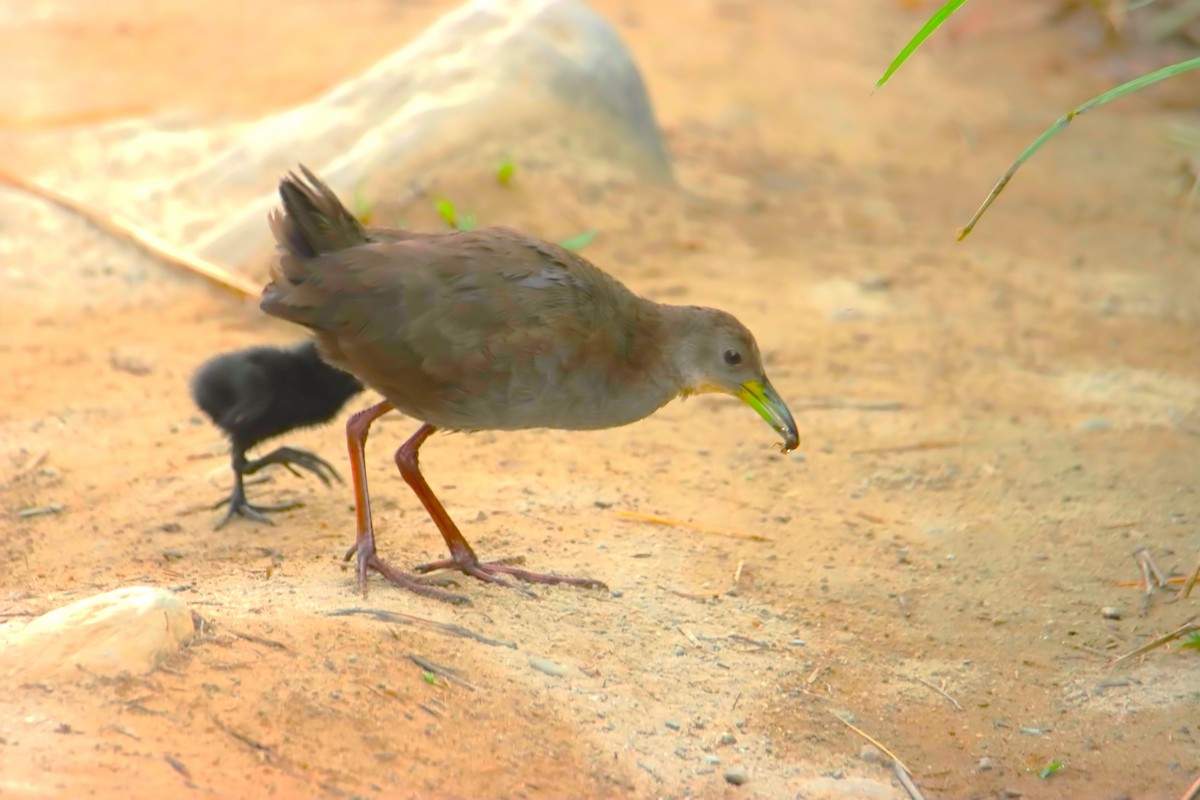 Rallidae sp. (rail/crake sp.) - ML622150705