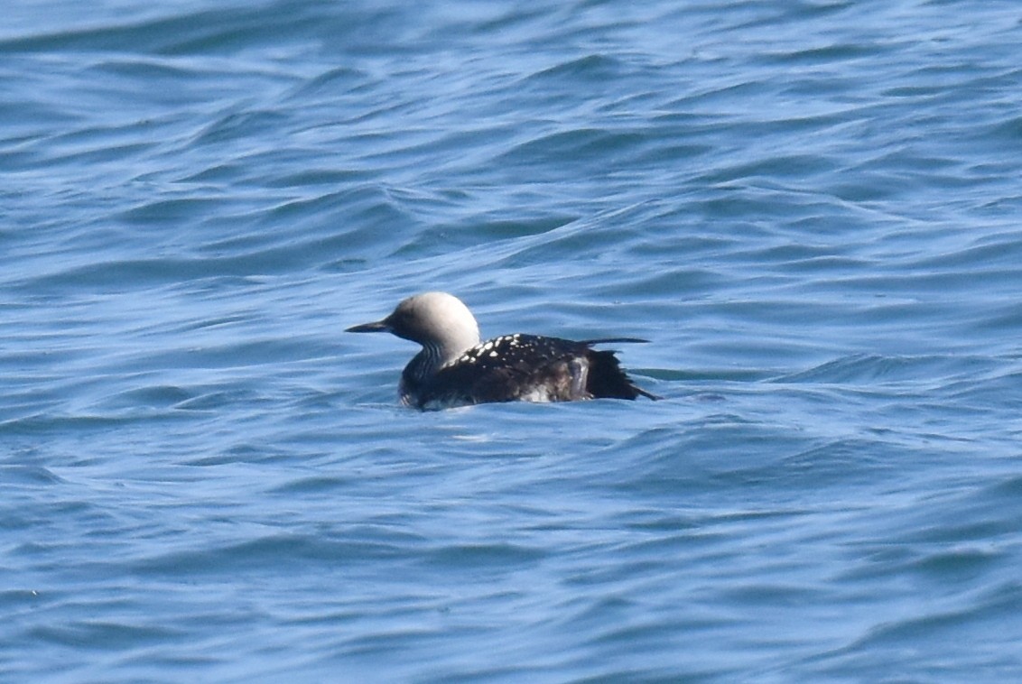 Pacific Loon - Naresh Satyan