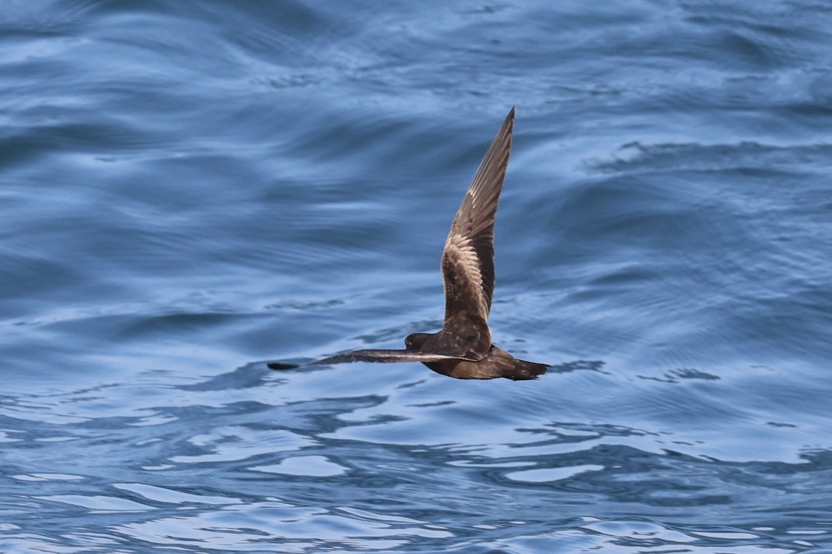 ub. stormsvale (Oceanitidae/Hydrobatidae sp.) - ML622150782