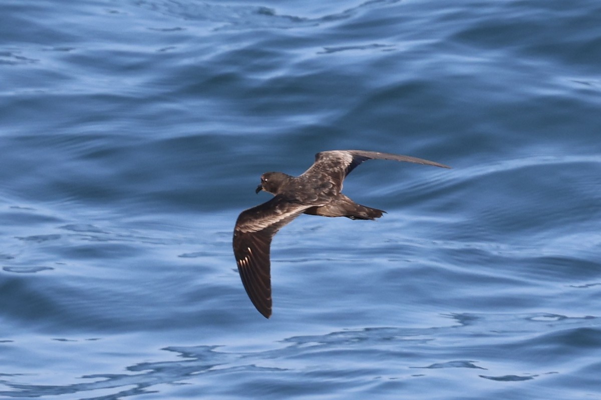 ub. stormsvale (Oceanitidae/Hydrobatidae sp.) - ML622150783