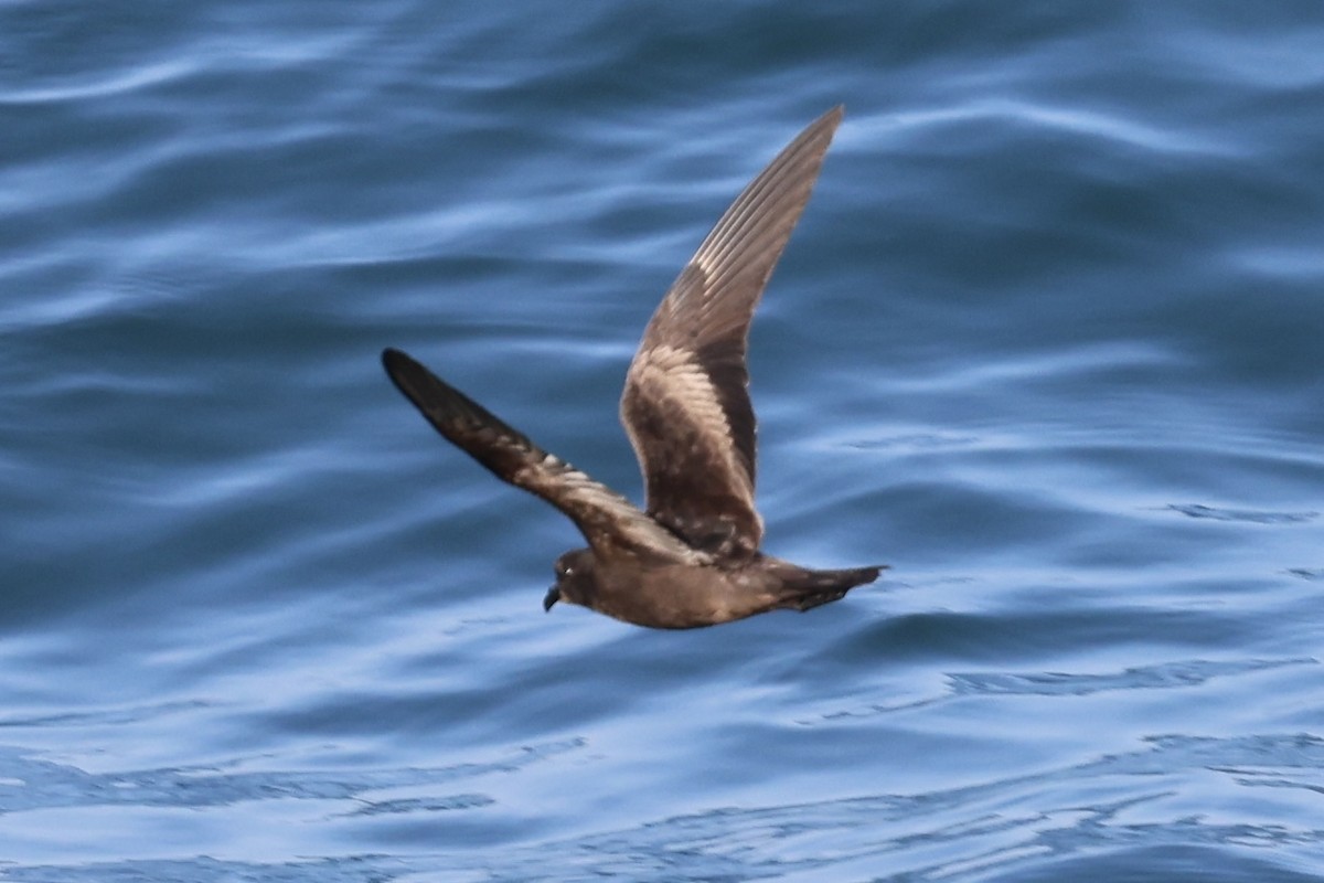 ub. stormsvale (Oceanitidae/Hydrobatidae sp.) - ML622150784