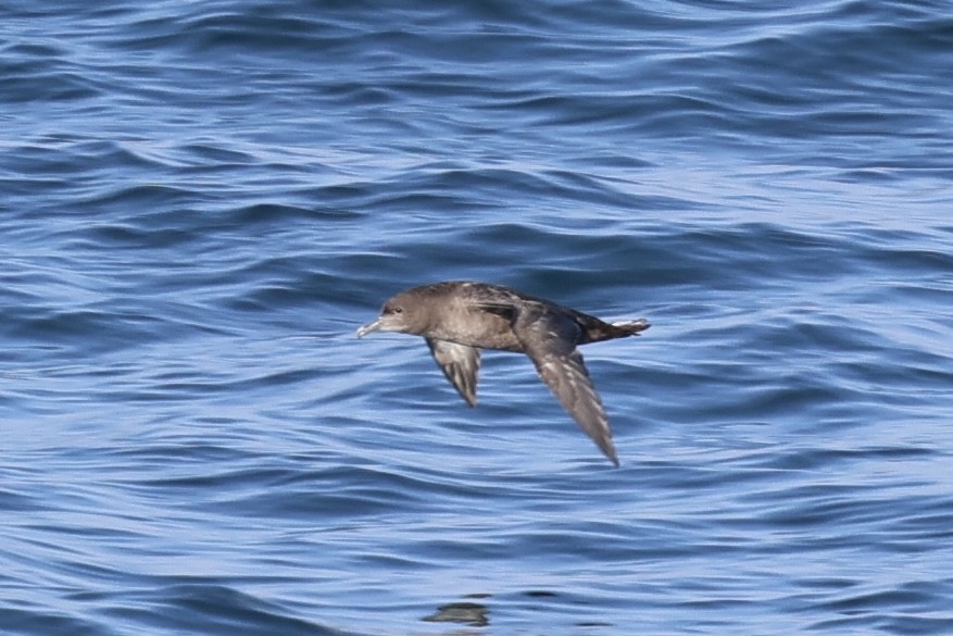 Sooty Shearwater - ML622150793