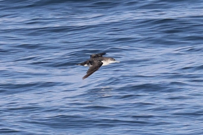 Black-vented Shearwater - Tom Uslan