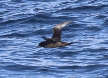 shearwater sp. - ML622150799