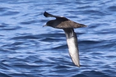 shearwater sp. - ML622150800