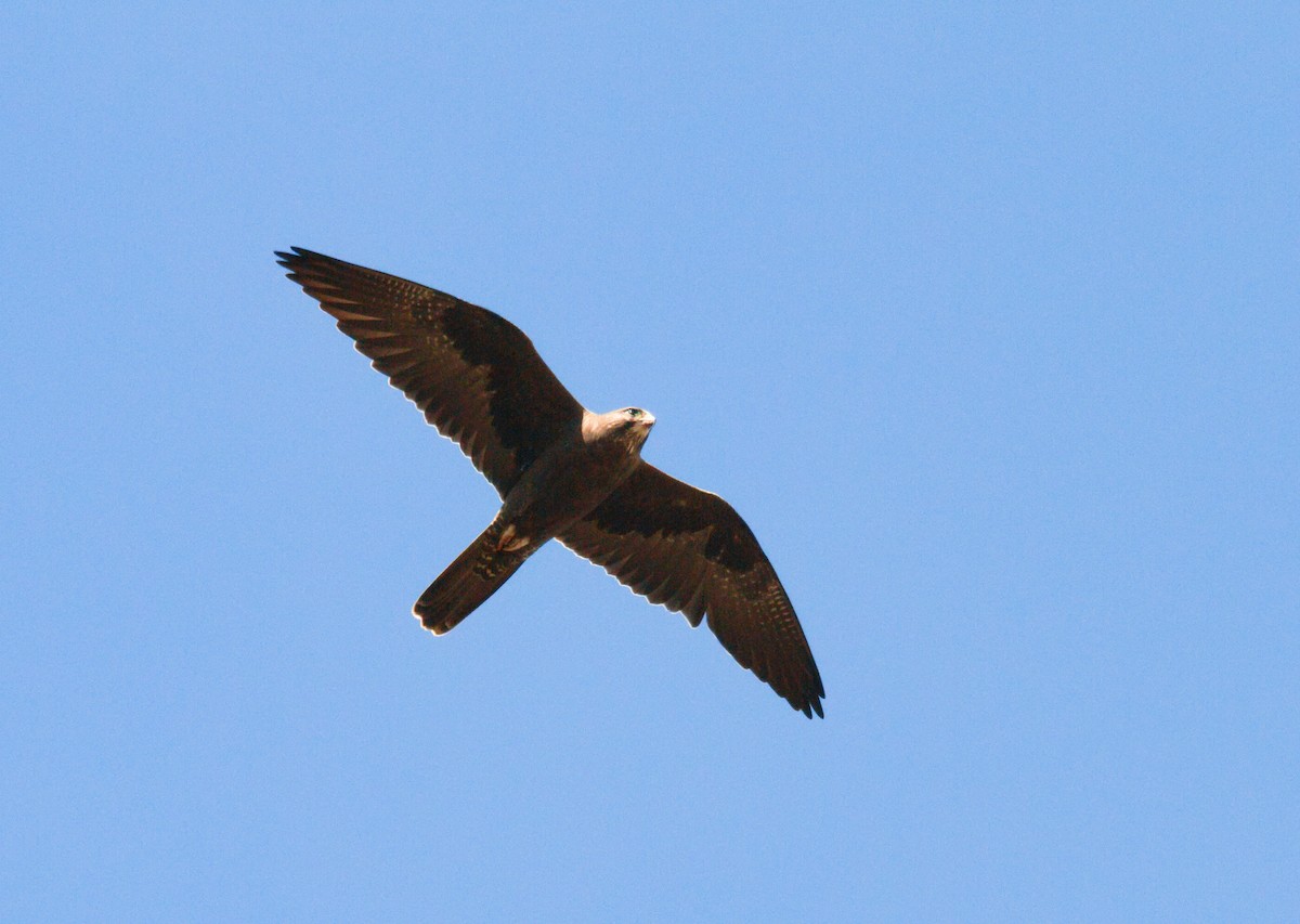 Black Falcon - Kent Warner