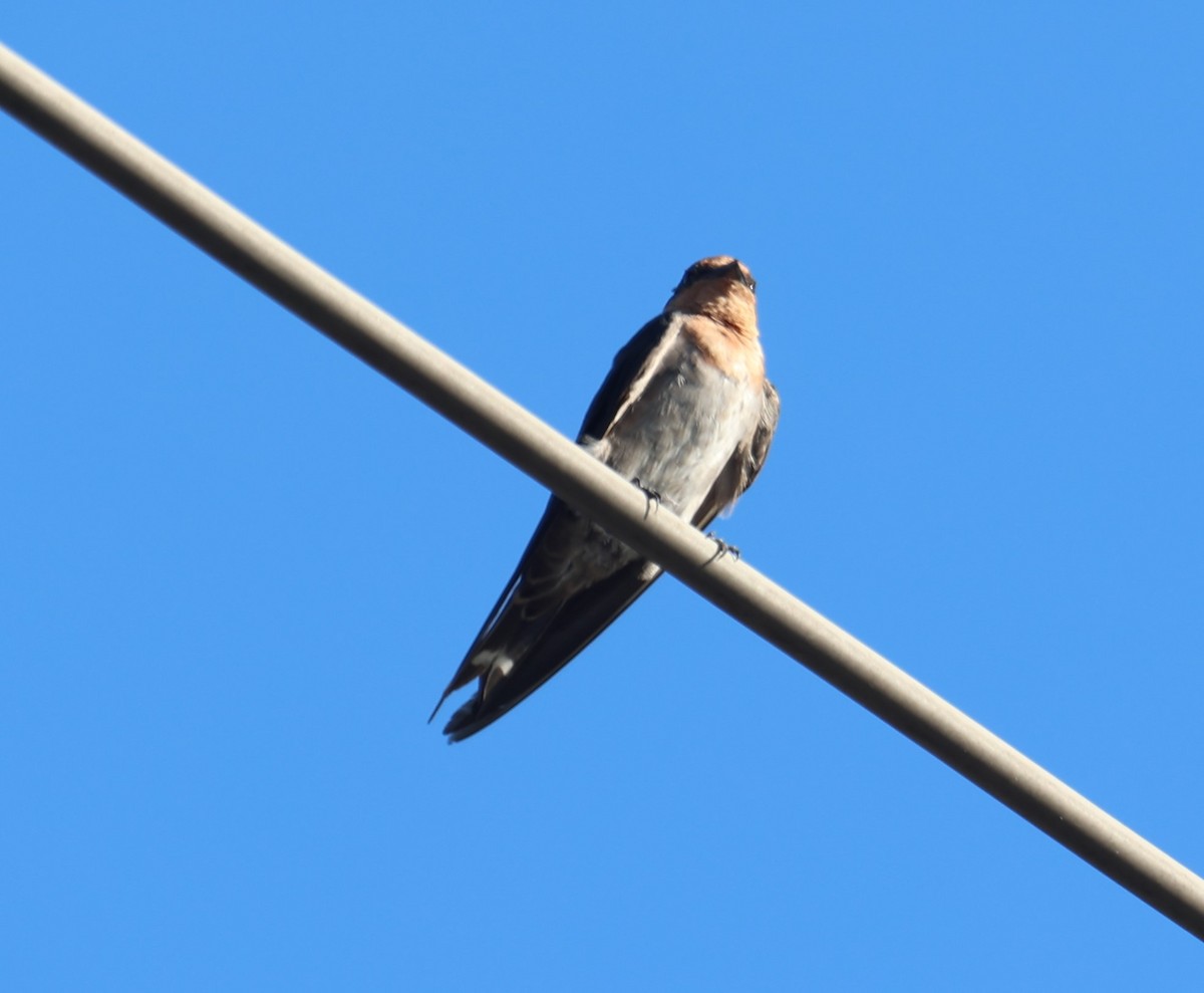 Pacific Swallow - Chengheng Hu