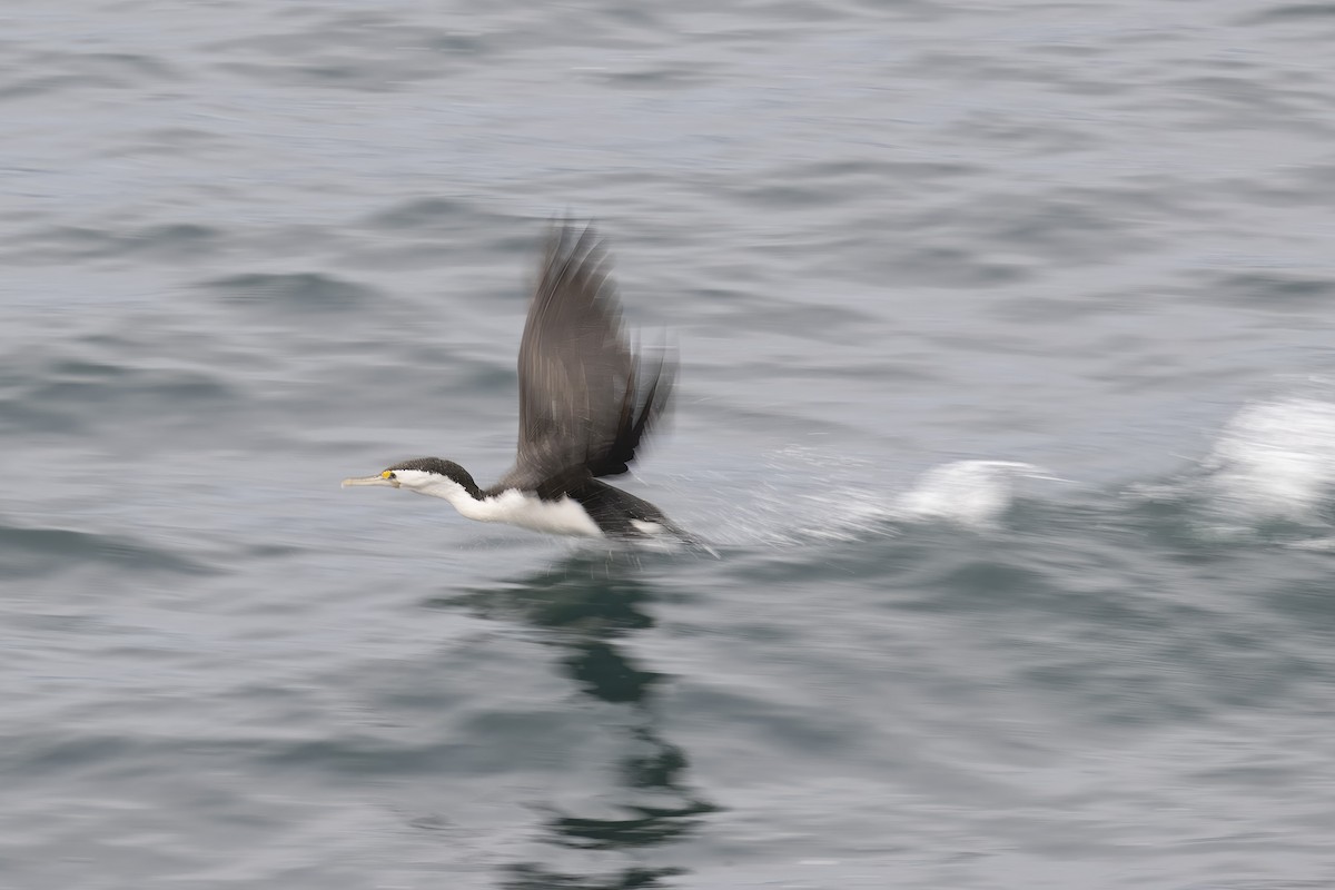 Pied Cormorant - Mike Hooper