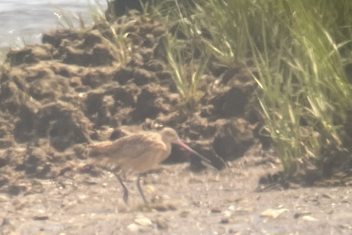 Marbled Godwit - Valerie Burdette