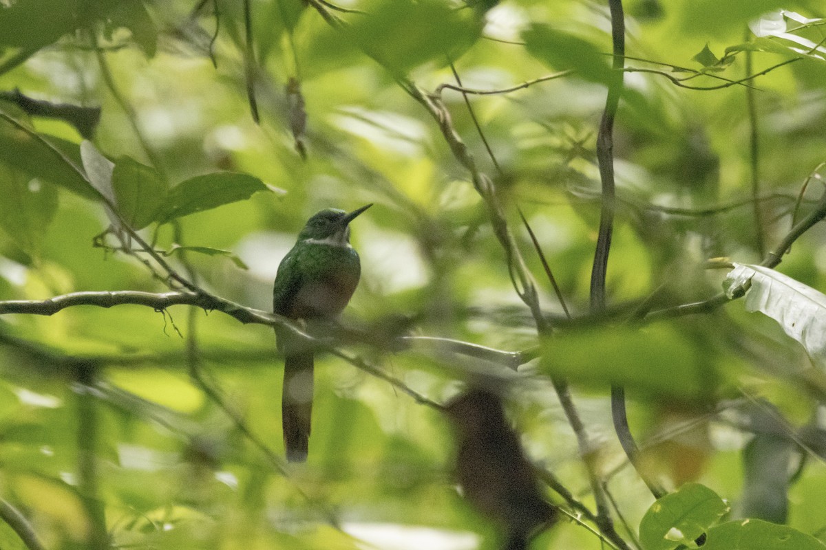 Rufous-tailed Jacamar - Cailyn Buchanan