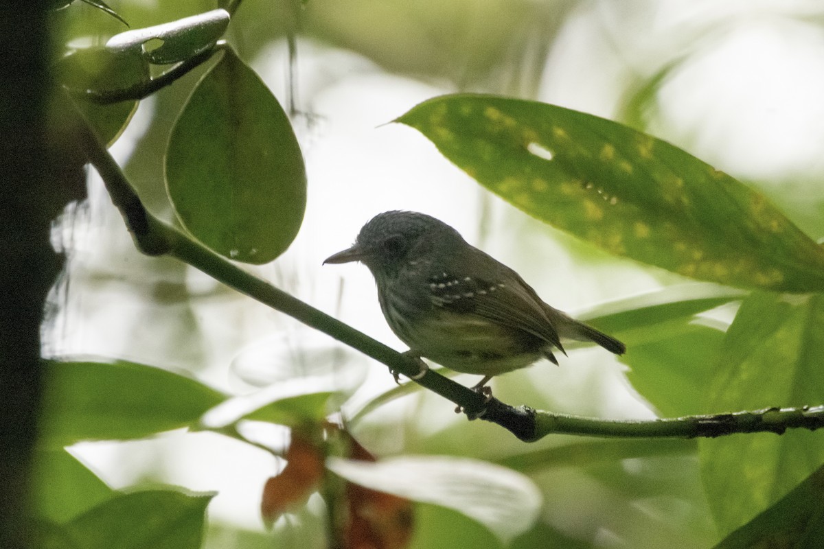 Streak-crowned Antvireo - Cailyn Buchanan