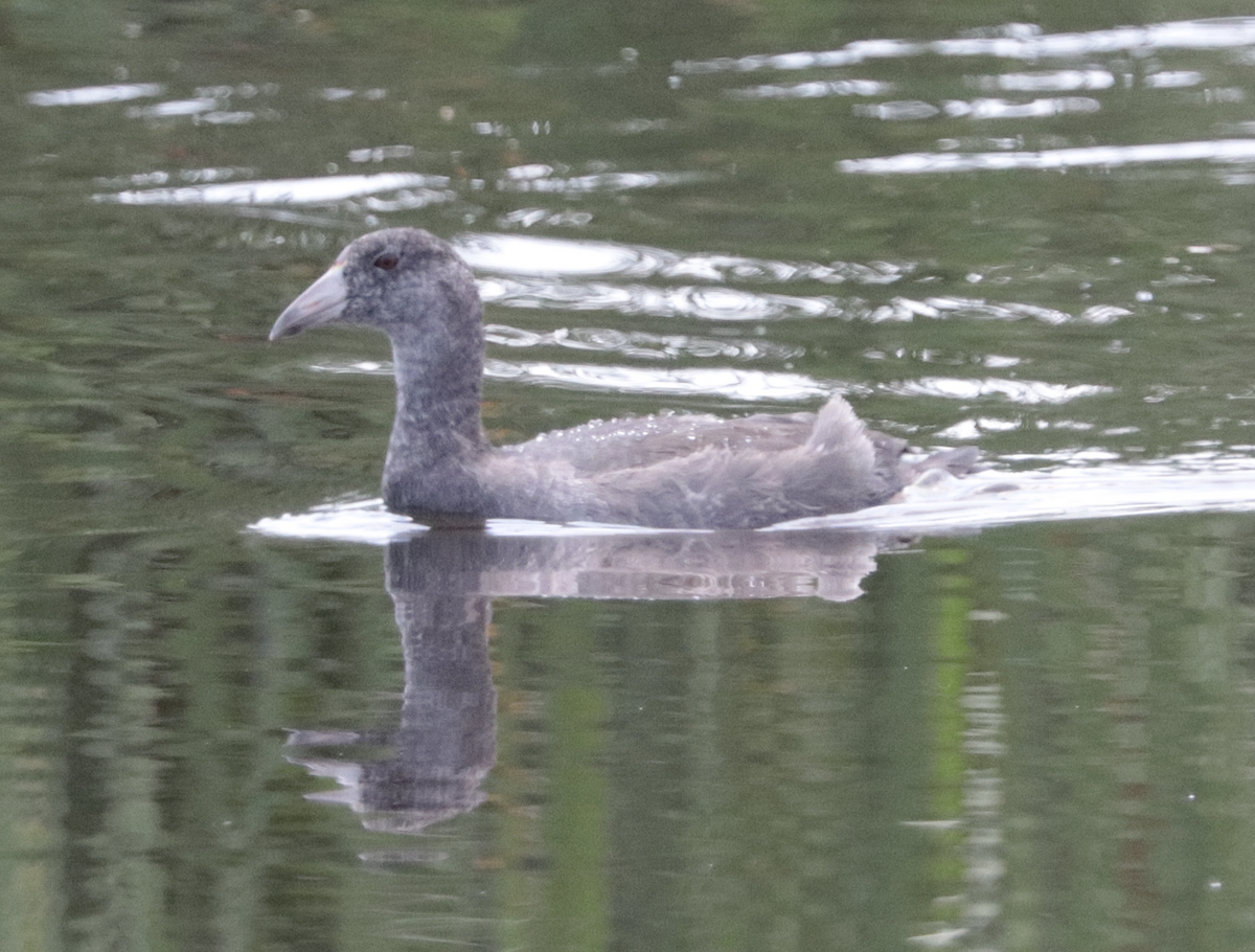 American Coot - ML622150878