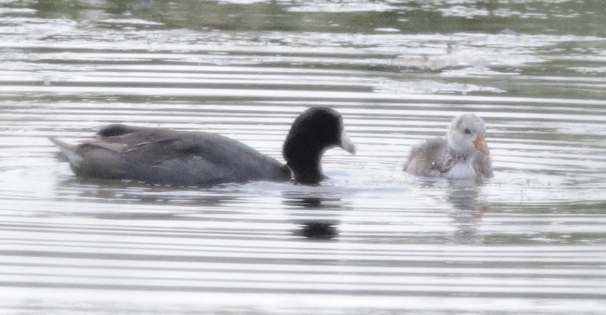 American Coot - ML622150884