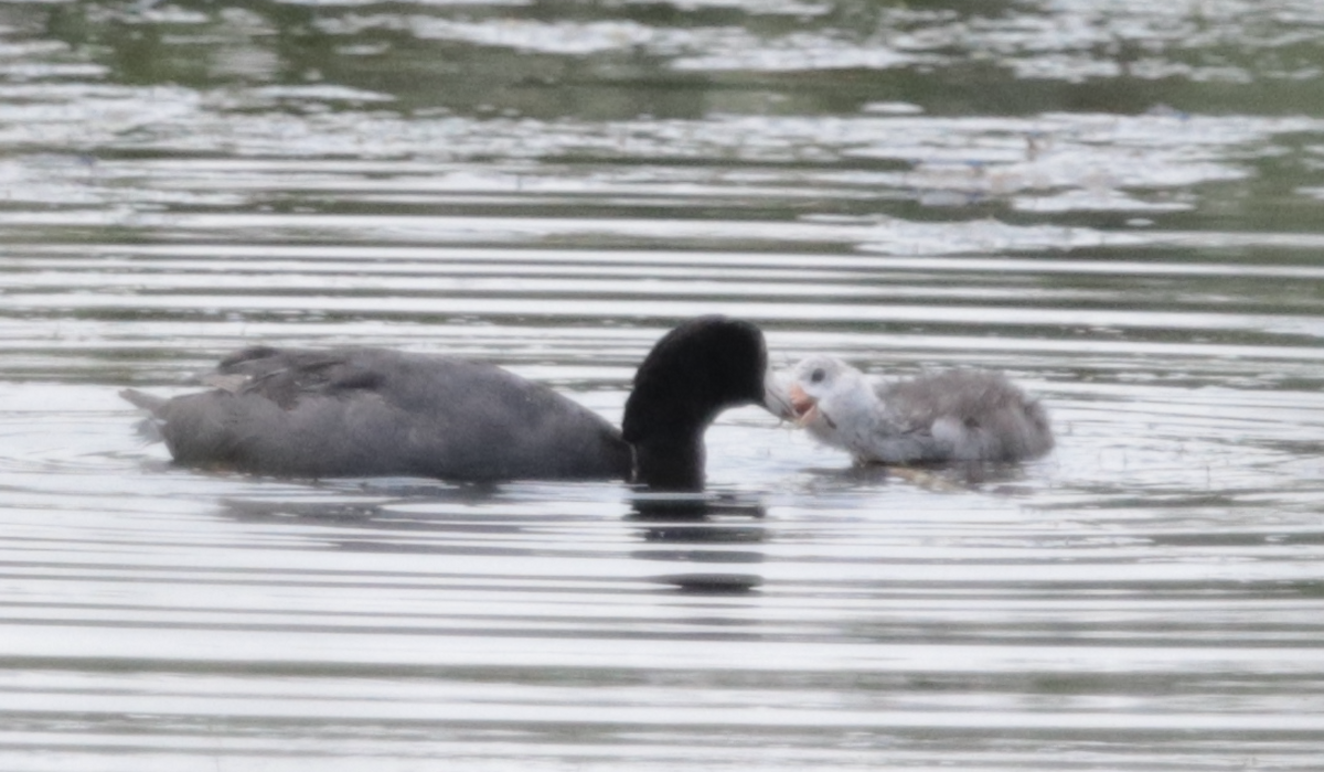 American Coot - ML622150885