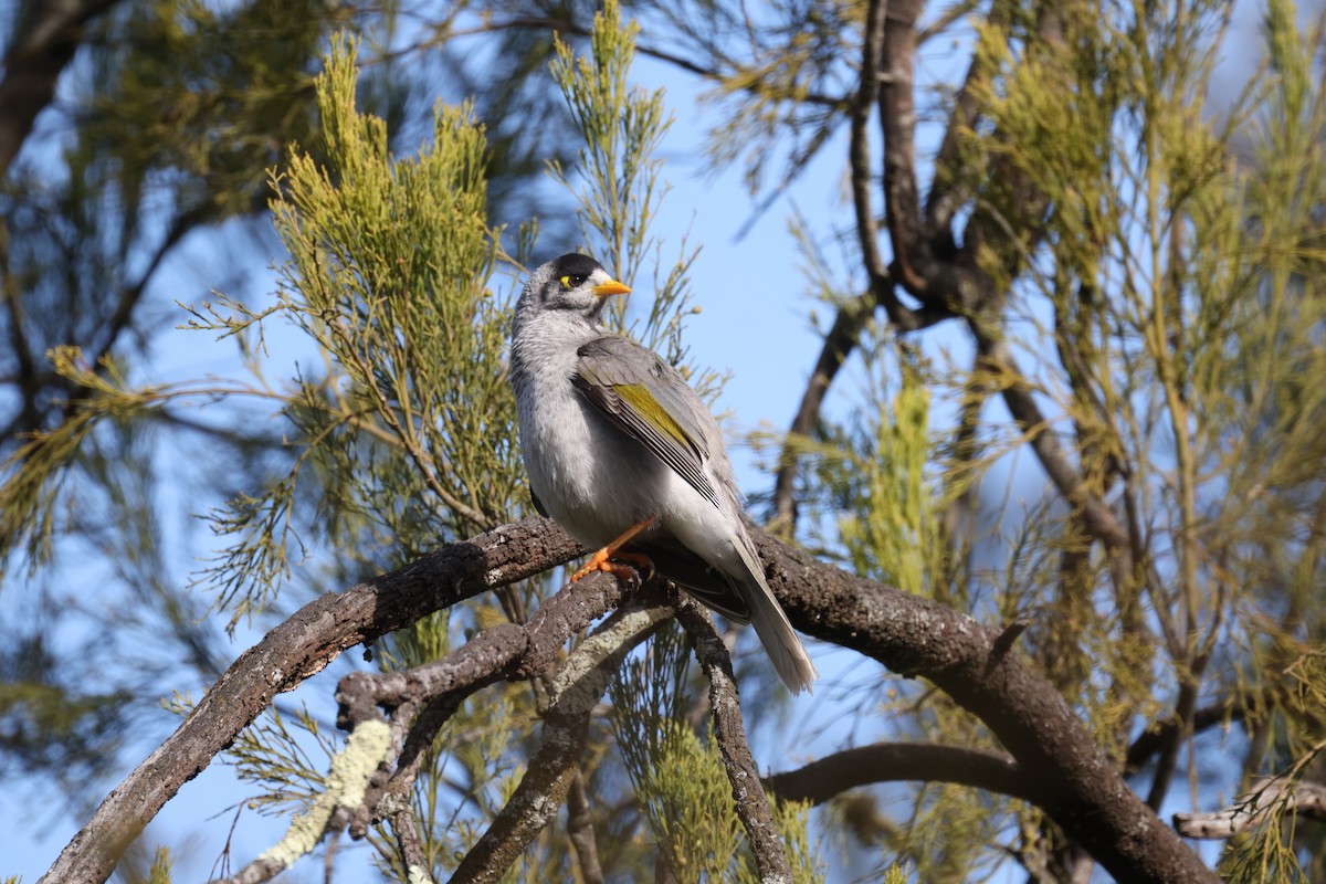 Noisy Miner - ML622150887