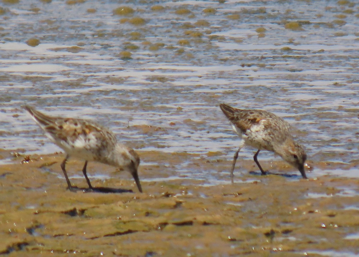 Western Sandpiper - Robert Solomon