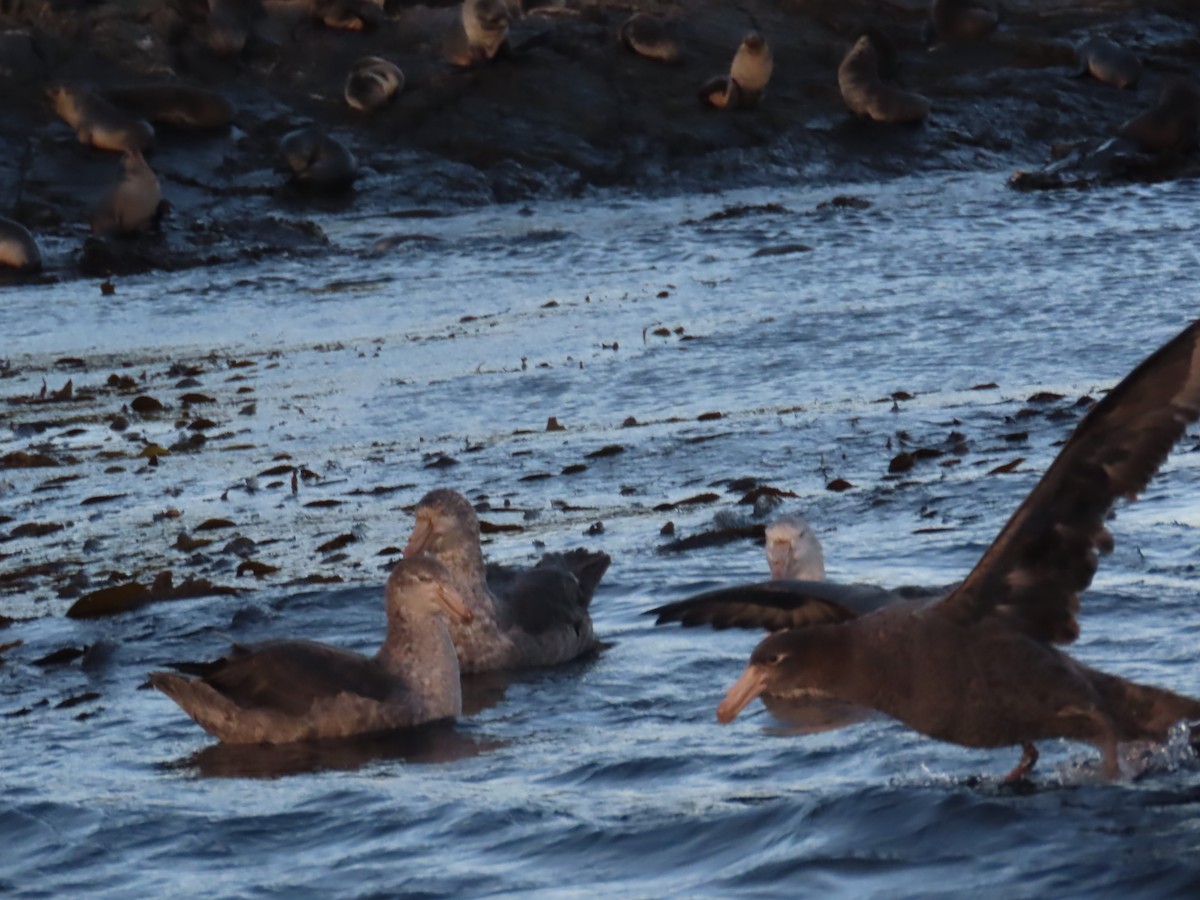 Northern Giant-Petrel - ML622150889