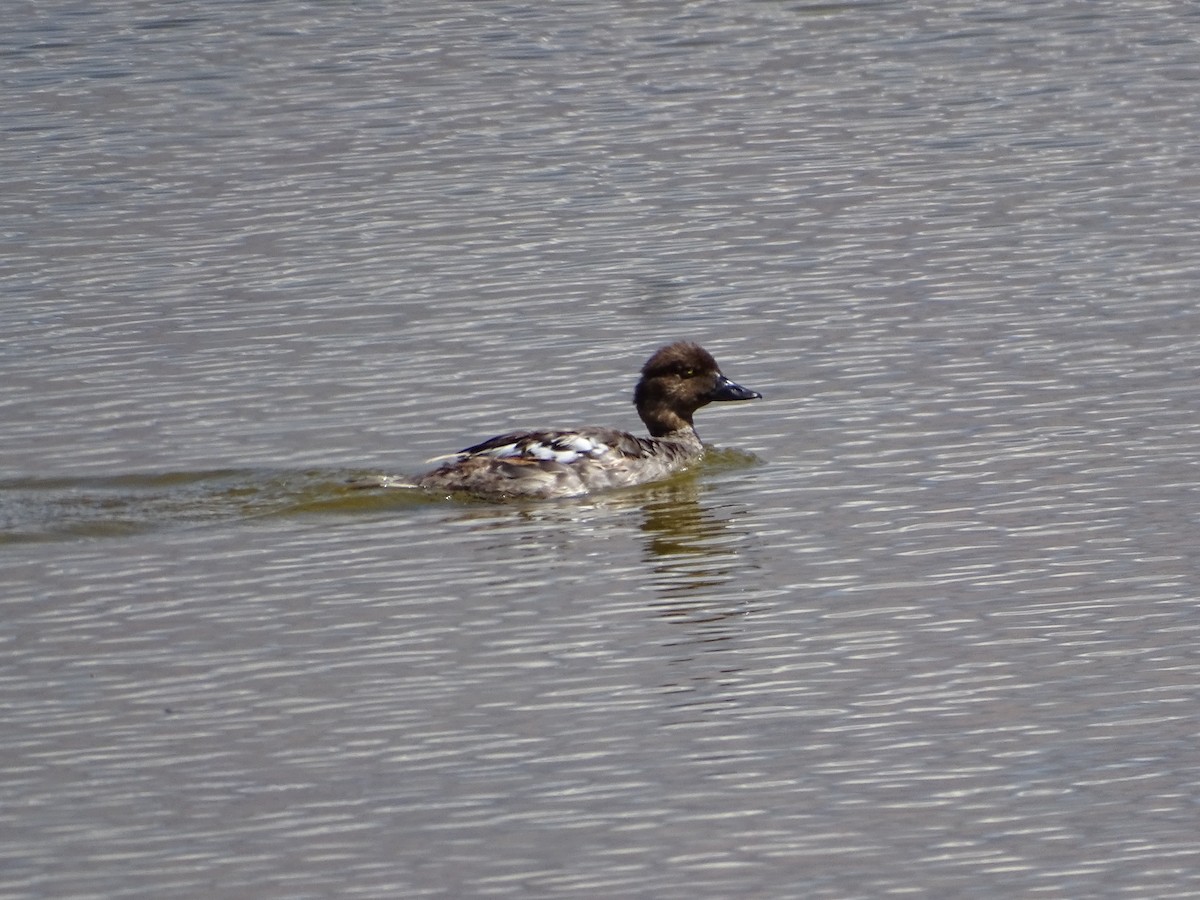 Common Goldeneye - ML622150895