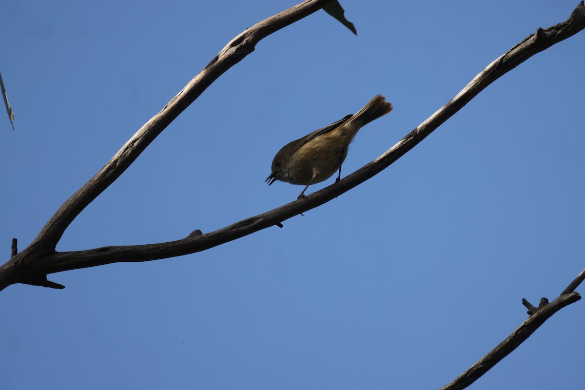 Brown Thornbill - ML622150898