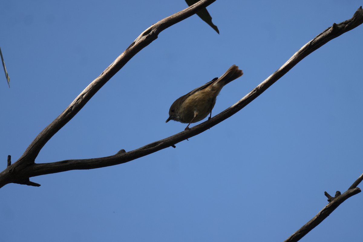 Brown Thornbill - ML622150899