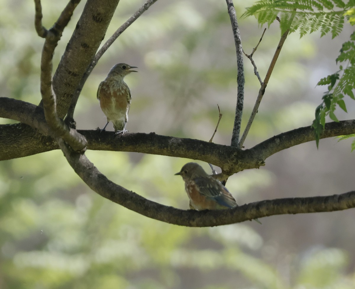 Western Bluebird - ML622150900