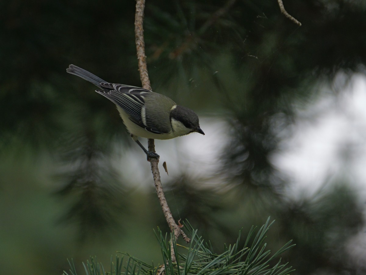 Japanese Tit - としふみ しみず