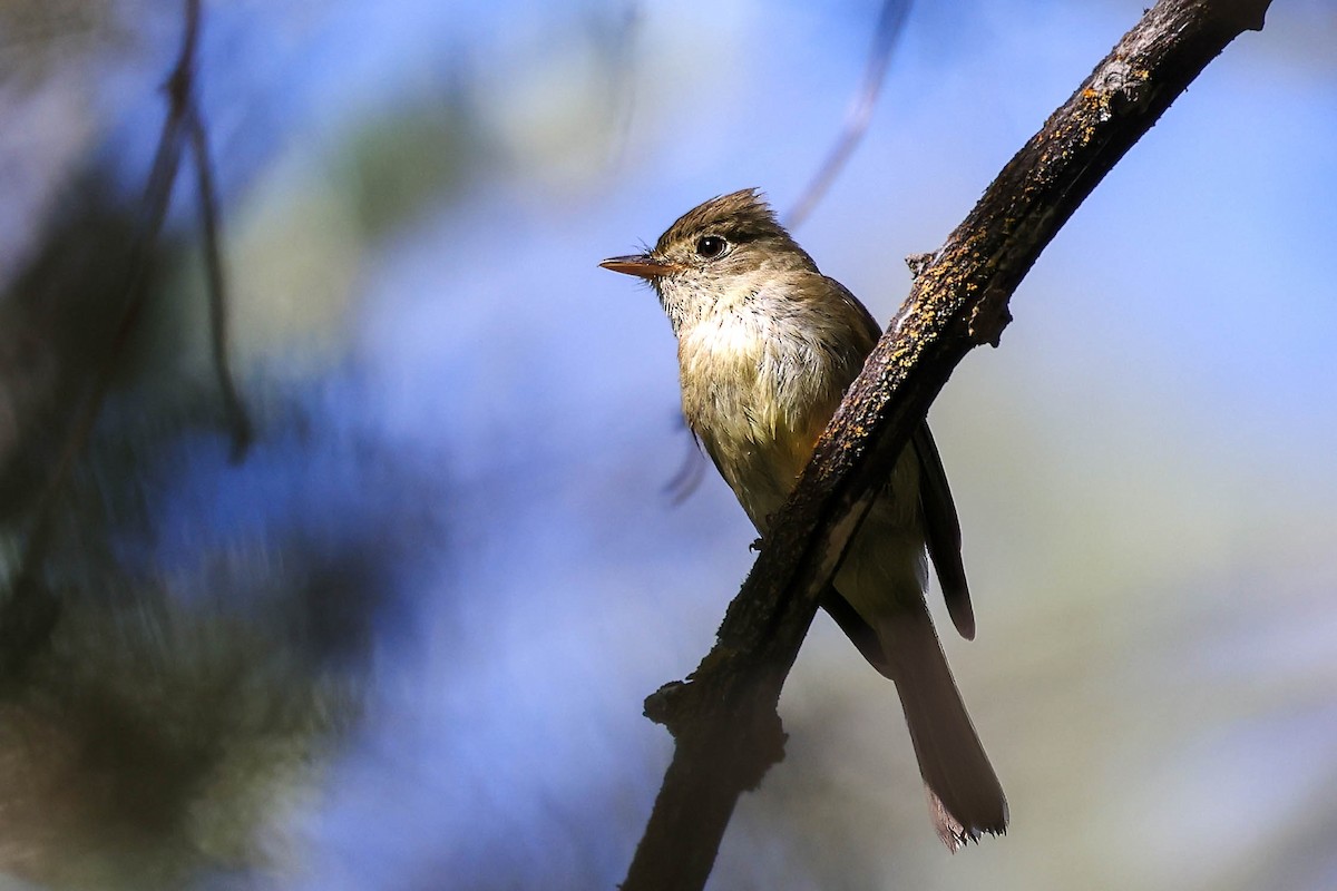 Western Flycatcher (Cordilleran) - ML622150911