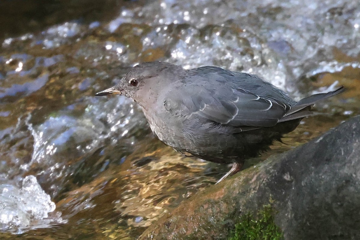 American Dipper - ML622150913