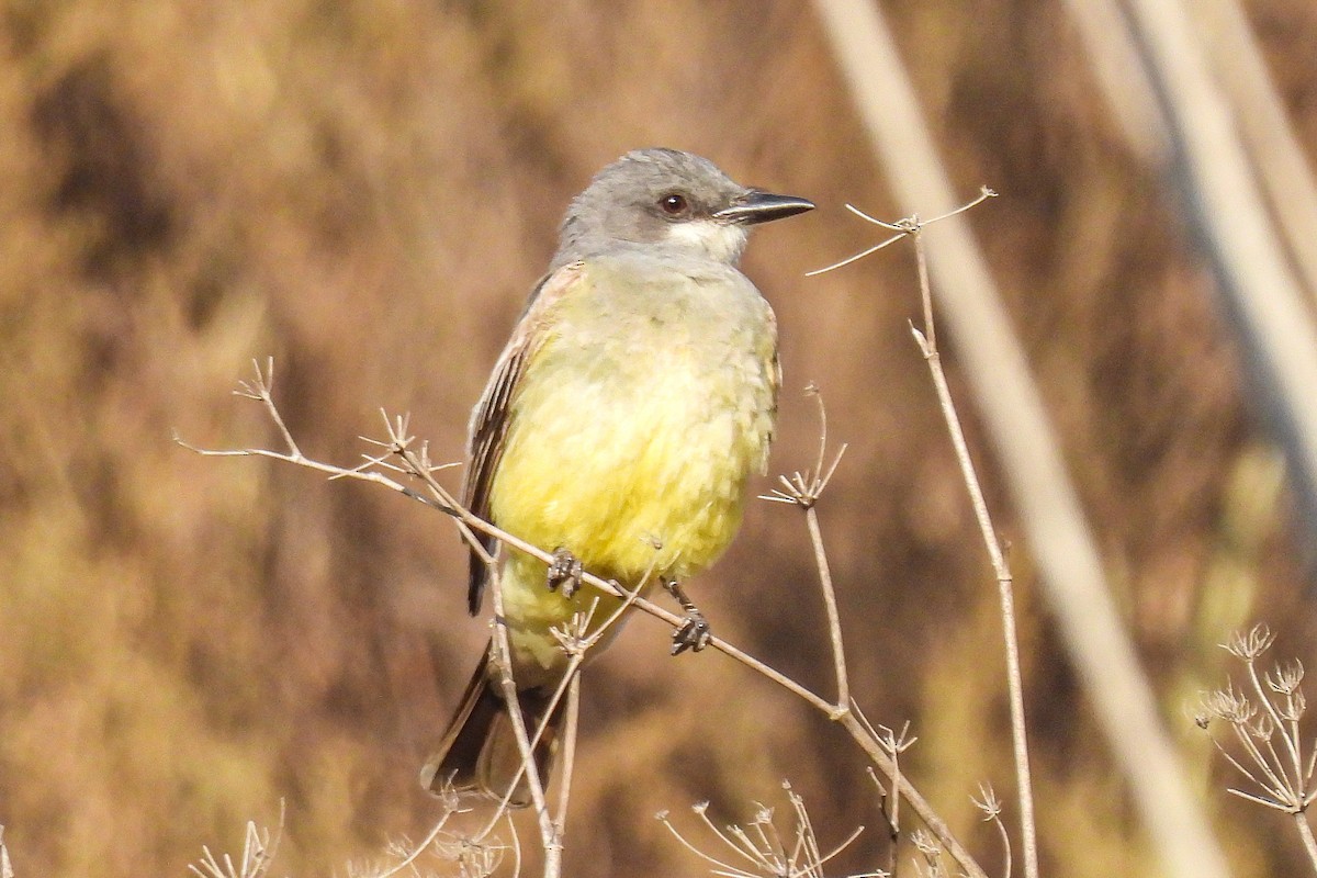 Cassin's Kingbird - ML622150916