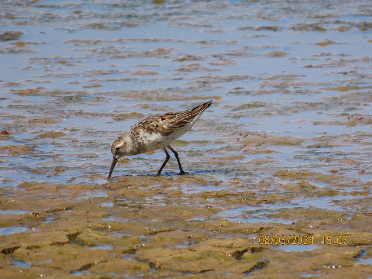 Western Sandpiper - ML622150917